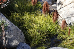 Isolepis digitata