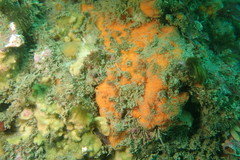 Clathria parthena