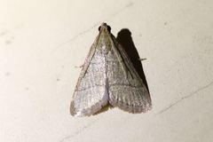 Hypsopygia nostralis