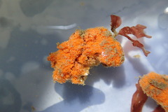 Clathria parthena