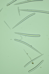Clathria parthena