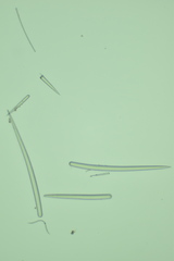 Clathria parthena