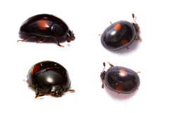 Cyllodes biplagiatus