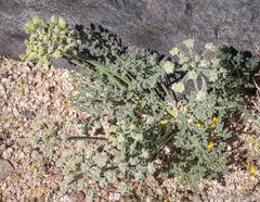 Lomatium mohavense
