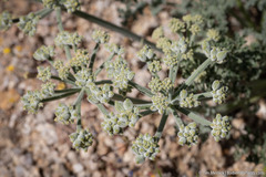 Lomatium mohavense