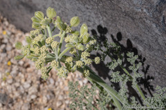 Lomatium mohavense