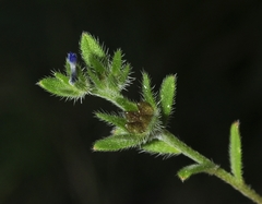 Buglossoides incrassata