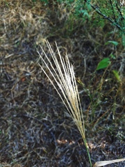 Trichloris pluriflora