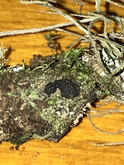 Annulohypoxylon truncatum