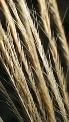 Trichloris pluriflora