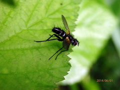 Phyllomya volvulus