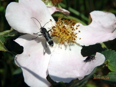 Chlorophorus figuratus