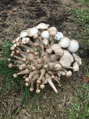 Macrocybe spectabilis