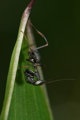 Phyllocrania