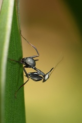 Phyllocrania