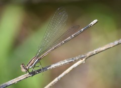 Argia fumipennis