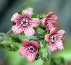 Cynoglossum pustulatum