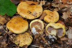 Cortinarius callochrous