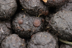 Ascobolus sacchariferus