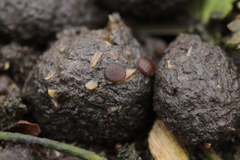 Ascobolus sacchariferus