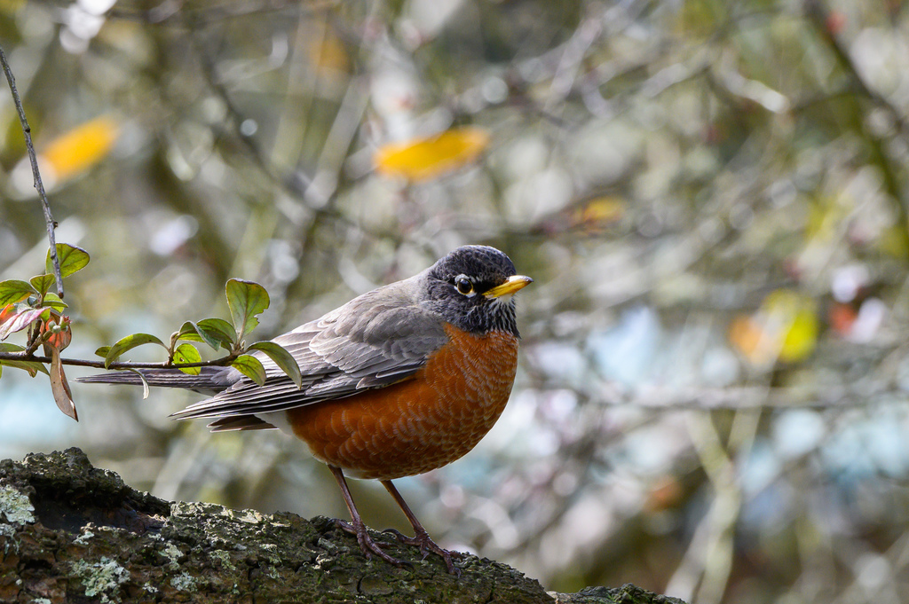 American Robin  National Wildlife Federation