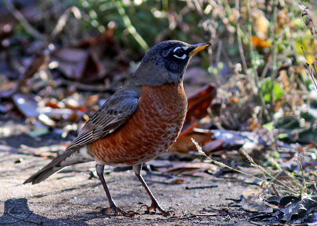 American Robin  National Wildlife Federation