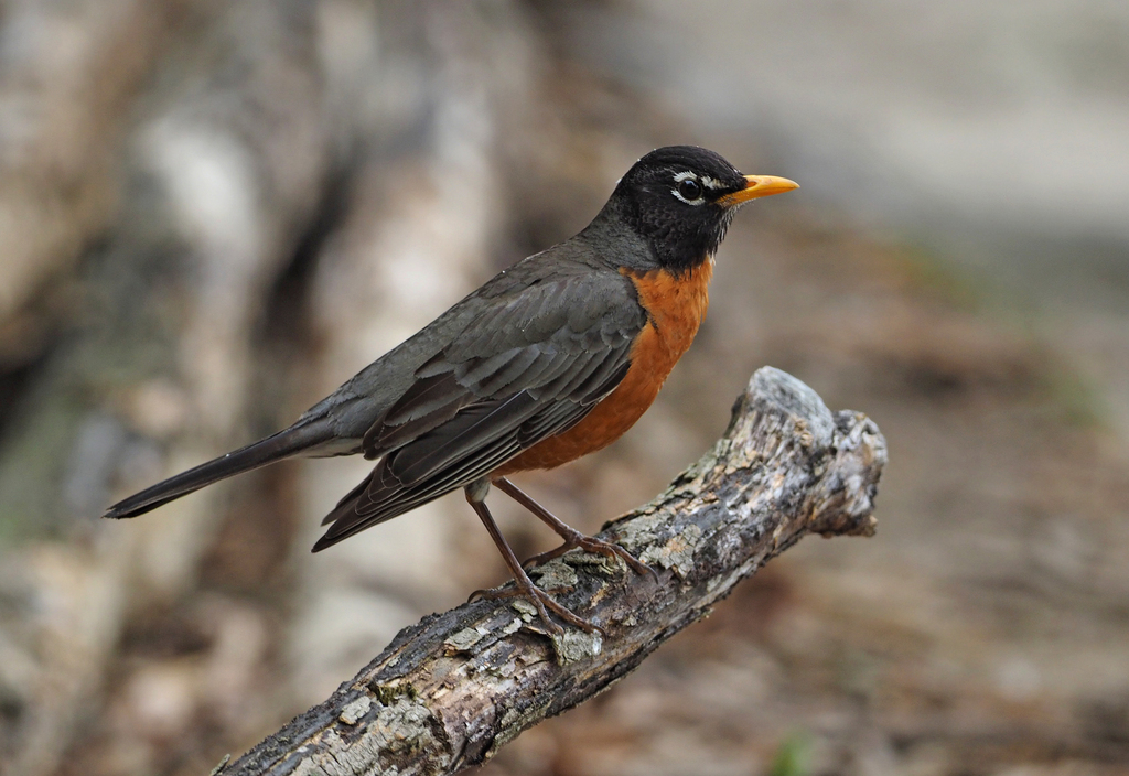 American robin - Wikipedia