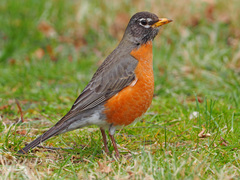 American Robin photo 4