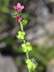 Cynoglossum pustulatum
