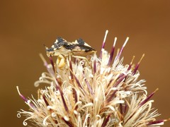 Phymata chilensis chilensis