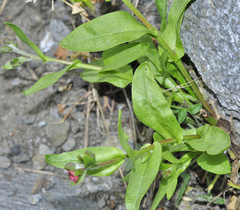 Cynoglossum pustulatum