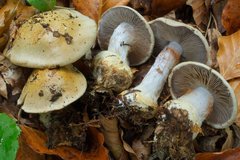 Cortinarius anserinus