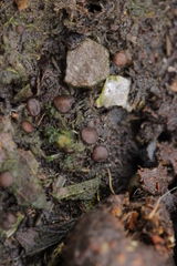 Ascobolus sacchariferus