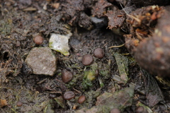 Ascobolus sacchariferus