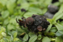 Ascobolus sacchariferus