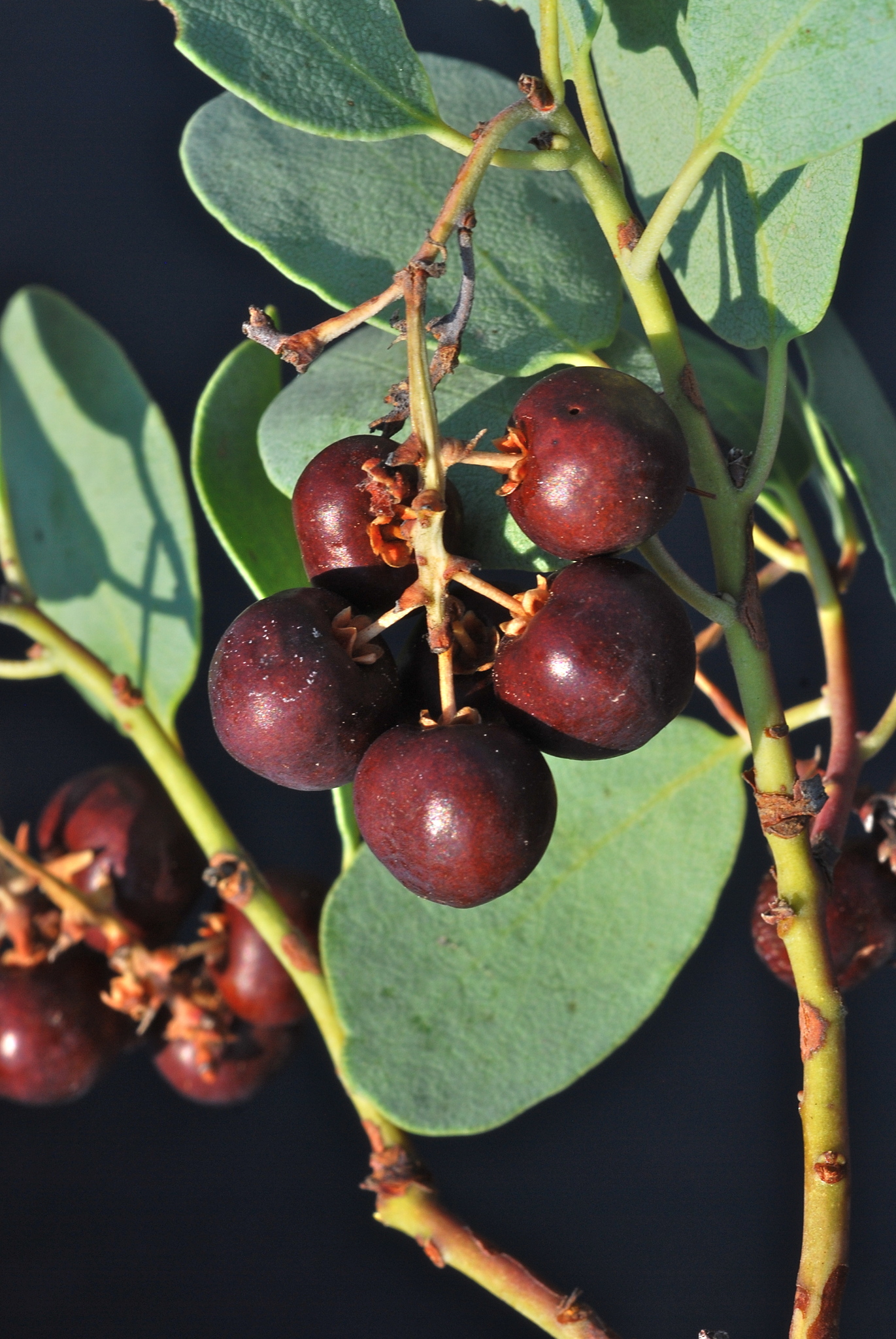 Arctostaphylos mewukka