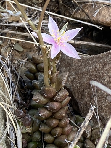 Anacampseros arachnoides