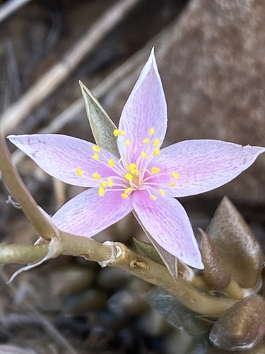 Anacampseros arachnoides