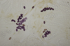 Ascobolus sacchariferus