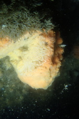 Clathria parthena
