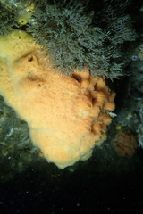 Clathria parthena