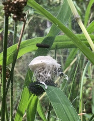 Cyrtophora citricola