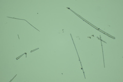 Clathria parthena