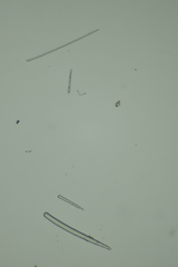 Clathria parthena