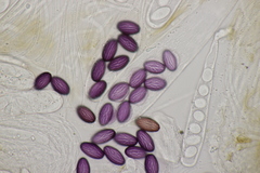 Ascobolus sacchariferus