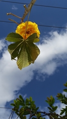 Cochlospermum vitifolium