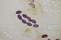 Ascobolus sacchariferus