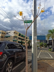 Cochlospermum vitifolium