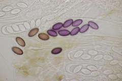 Ascobolus sacchariferus