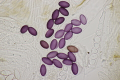 Ascobolus sacchariferus